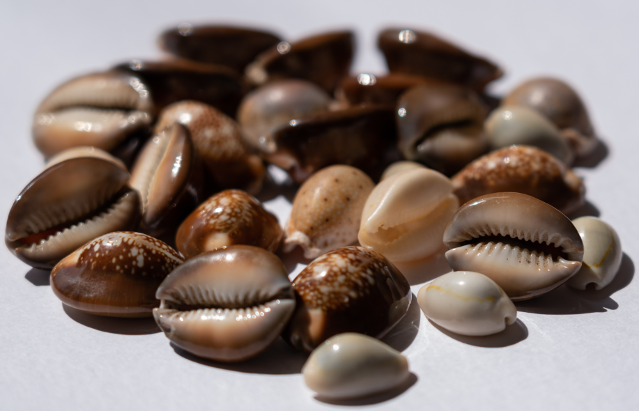 Photo of a number of shiny cowrie shells.