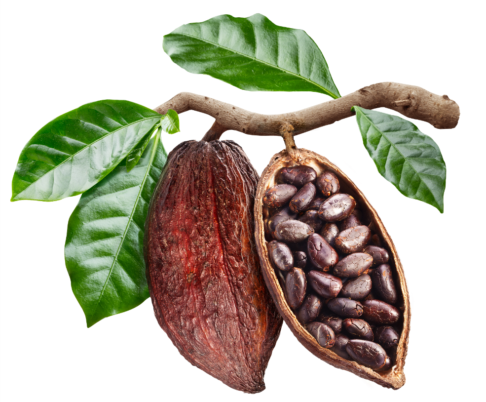 Close up photo of cocoa beans still in their pod