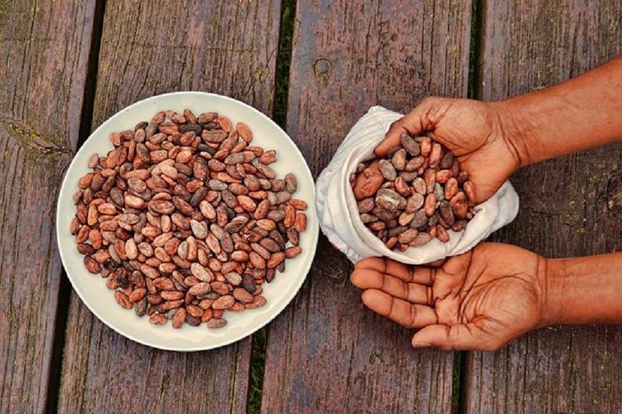 cacao-beans