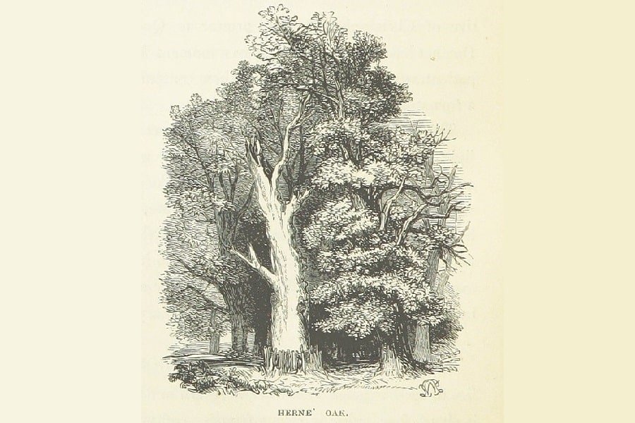 hernes-oak