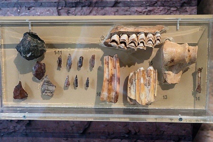 Paleolithic-tools-and-bones