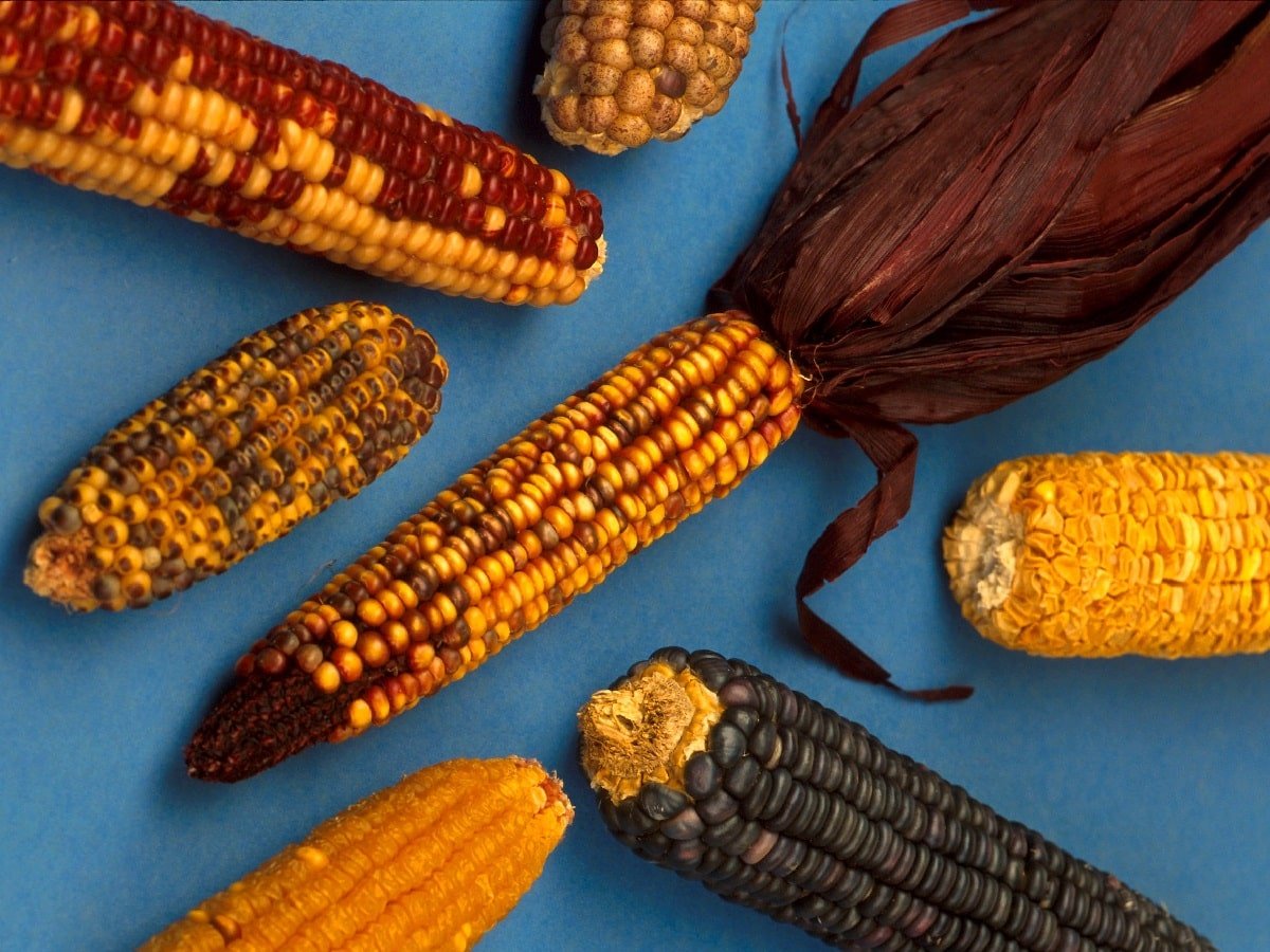 origin-of-corn-native-american-corn