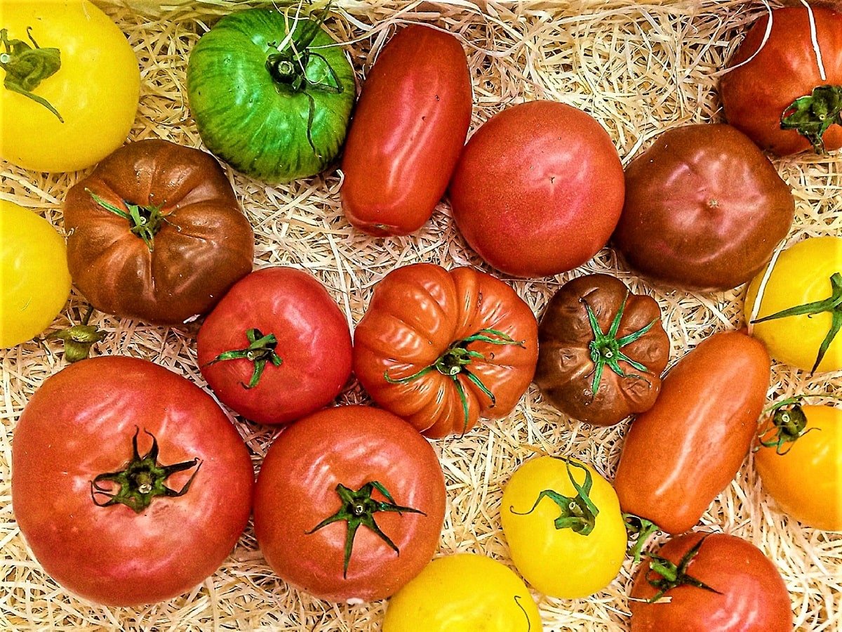 origin of tomatoes