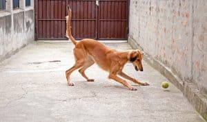 Saluki dog breed