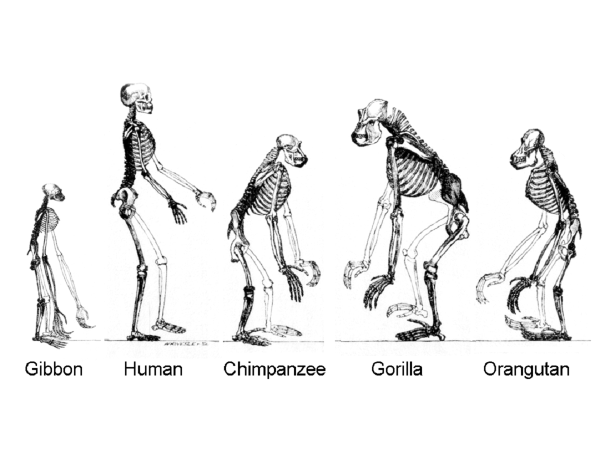 How Long Have Humans Existed History Cooperative