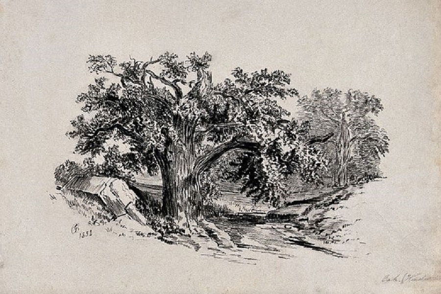 oak-tree