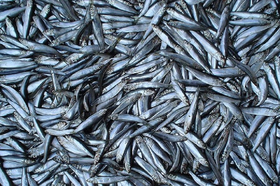 Sprats