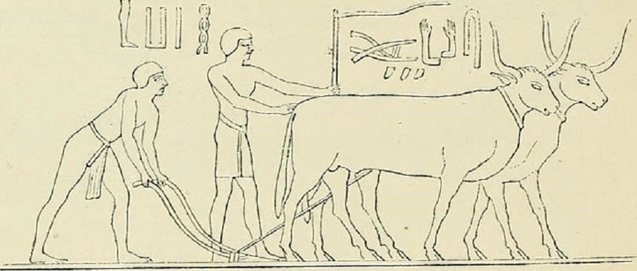 agriculture-in-ancient-egypt