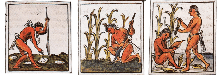 Aztec corn agriculture