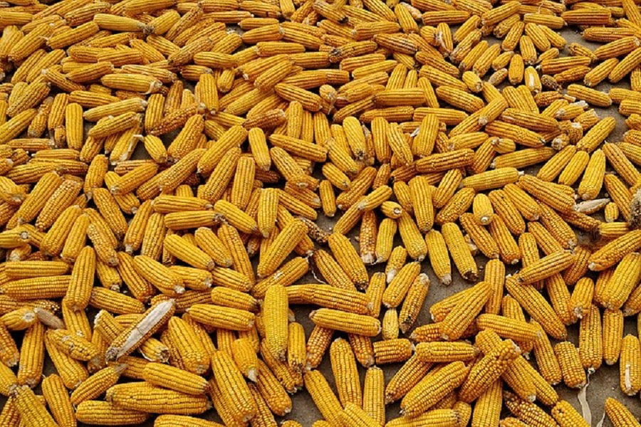 corn